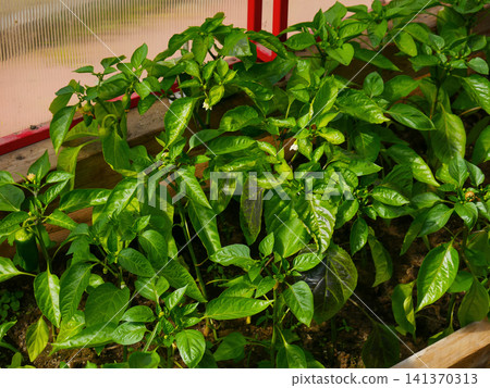 Pepper plants lush green foliage growing in greenhouse bed Pepper plants lush green foliage growing in greenhouse bed 141370313