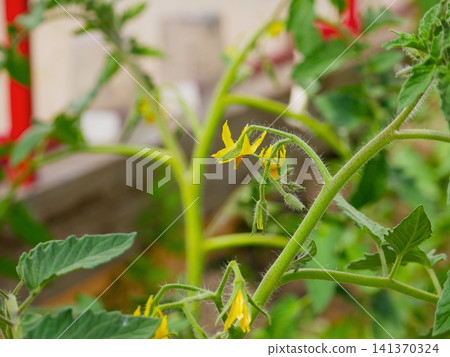 Yellow tomato flower blooming on green vine in home garden. Close up of plant sprout with vegetable blossom. Agriculture, organic farming growth and spring botany concept. Yellow tomato flower blooming on green vine in home garden. Close up of plant sprout with vegetable blossom. Agriculture, organic farming growth and spring botany concept. 141370324