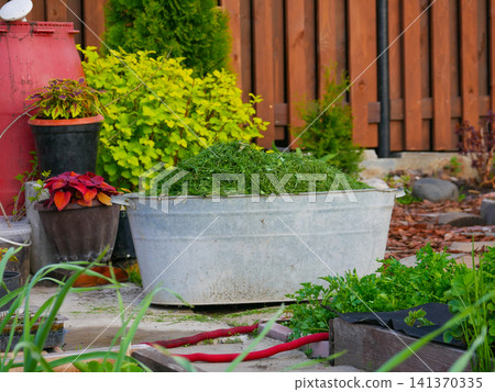 Metal tub filled with freshly cut green grass shavings in garden. Lawn maintenance work and composting concept. Outdoor gardening chore and organic waste recycling in backyard. 141370335