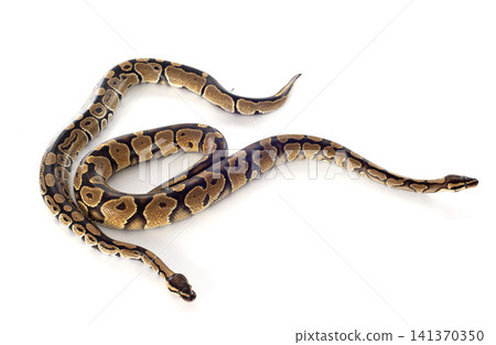 Python regius Python regius 141370350