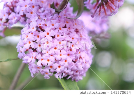 Pink buddleja flowers in bloom Pink buddleja flowers in bloom 141370634