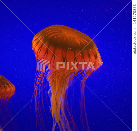 Jellyfish Swim Up On Blue Background. Japanese Sea Nettle Or Chrysaora Pacifica In Family Pelagiidae. Dangerous Jellyfish To Humans. Mesmerizing Swimming Of Jellyfish. Ocean Animal, Aquatic Life Jellyfish Swim Up On Blue Background. Japanese Sea Nettle Or Chrysaora Pacifica In Family Pelagiidae. Dangerous Jellyfish To Humans. Mesmerizing Swimming Of Jellyfish. Ocean Animal, Aquatic Life 141370828