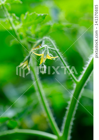 Closeup of blooming tomato flower on blurred natural green background Closeup of blooming tomato flower on blurred natural green background 141370885
