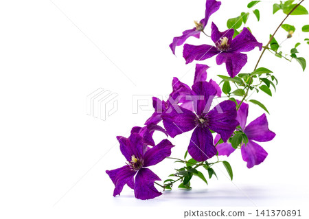 Fresh violet clematis blossoms with green foliage on white background Fresh violet clematis blossoms with green foliage on white background 141370891