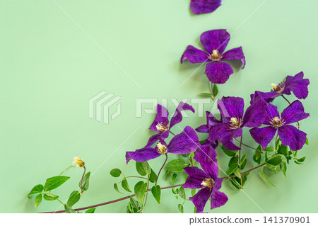Purple clematis flowers with fresh green pastel background composition Purple clematis flowers with fresh green pastel background composition 141370901