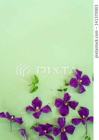 Decorative purple clematis flowers on smooth pastel green background Decorative purple clematis flowers on smooth pastel green background 141370903
