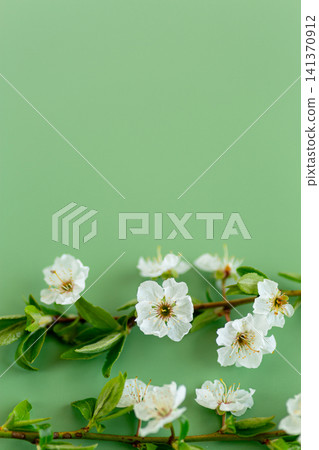 elegant cherry blossom branch with soft green natural background elegant cherry blossom branch with soft green natural background 141370912