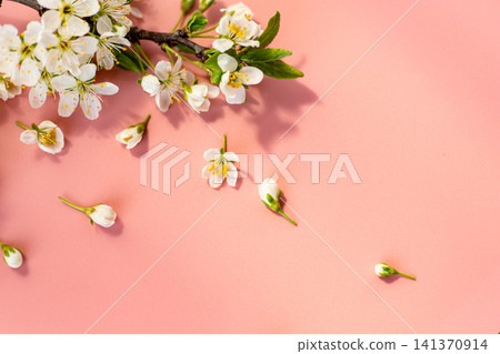 romantic cherry blossom flowers on light pink minimal background romantic cherry blossom flowers on light pink minimal background 141370914