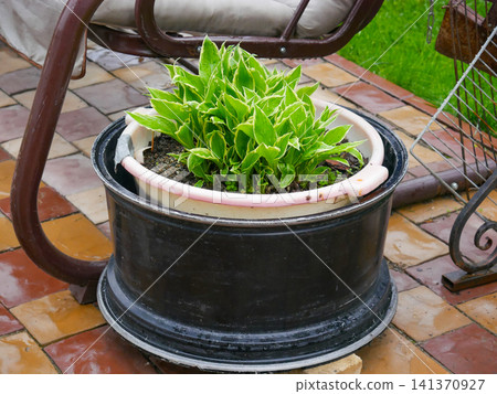 Green plant growing in a repurposed metal car wheel rim. Upcycled planter pot in a backyard terrace. Creative garden decoration made from recycled automotive spare part. Green plant growing in a repurposed metal car wheel rim. Upcycled planter pot in a backyard terrace. Creative garden decoration made from recycled automotive spare part. 141370927