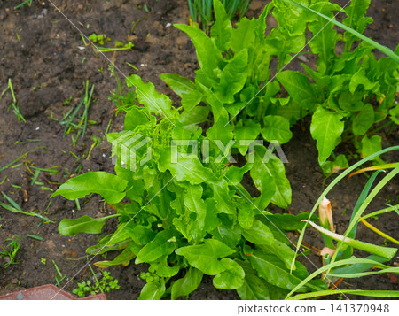 Green sorrel leaves growing in garden soil. Fresh organic vegetable plant in backyard vegetable patch. Growing healthy food, farming and agriculture concept for culinary food theme. Green sorrel leaves growing in garden soil. Fresh organic vegetable plant in backyard vegetable patch. Growing healthy food, farming and agriculture concept for culinary food theme. 141370948