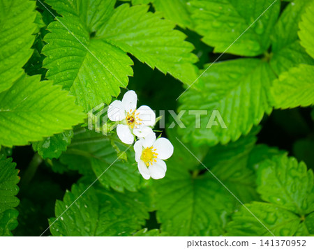 White bloom of strawberry plant surrounded by fresh green leaves. Macro close up of botanical growth in spring garden. Natural element for herbal medicine and organic food concept. White bloom of strawberry plant surrounded by fresh green leaves. Macro close up of botanical growth in spring garden. Natural element for herbal medicine and organic food concept. 141370952