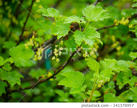 Flowering red currant bush with green leaves in a garden. Spring plant growth in nature with water dew drops on foliage. Botanical close up of blossoming berry shrub for horticulture. Flowering red currant bush with green leaves in a garden. Spring plant growth in nature with water dew drops on foliage. Botanical close up of blossoming berry shrub for horticulture. 141370957