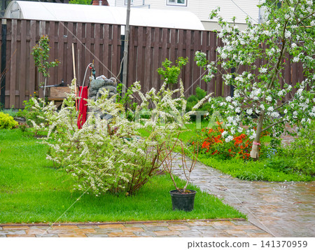 Spring backyard garden with blooming white shrub and blossoming apple tree. Scenic view of lush green lawn and stone path. Outdoor home landscaping and nature seasonal growth concept. Spring backyard garden with blooming white shrub and blossoming apple tree. Scenic view of lush green lawn and stone path. Outdoor home landscaping and nature seasonal growth concept. 141370959