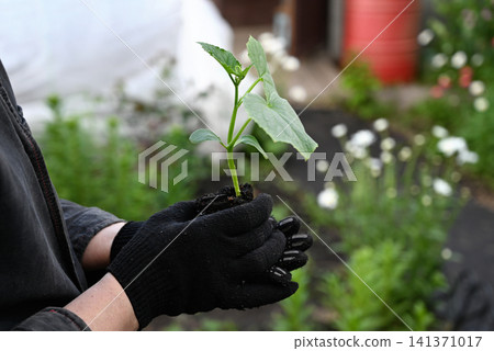 woman plants a bush of cucumber in the ground in a greenhouse. spring work with seedling in the vegetable garden woman plants a bush of cucumber in the ground in a greenhouse. spring work with seedling in the vegetable garden 141371017