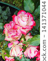 Blooming pink and white roses in a lush garden during springtime 141371044