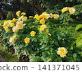 Blooming pink and white roses in a lush garden during springtime 141371045