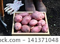 Handheld potatoes are being collected from the earth in a garden under clear skies. 141371048