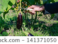 Crate full of fresh organic eggplants. Farm Harvest. 141371050