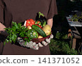 Fresh vegetable melange on wooden rustic background. 141371052