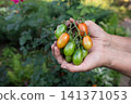male farmer holding a basket with vegetables on the background of nature. 141371053