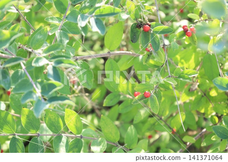 A goldenrod tree bearing red berries A goldenrod tree bearing red berries 141371064