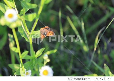 A small orange butterfly, a Common Blue, perched on a plant leaf. A small orange butterfly, a Common Blue, perched on a plant leaf. 141371068