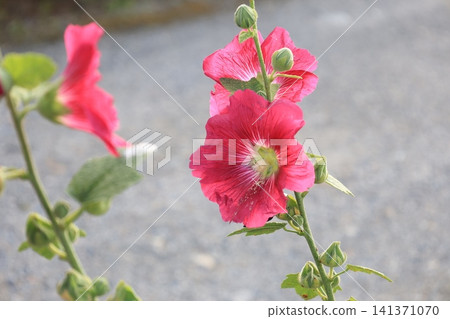 Red hollyhock flowers in bloom Red hollyhock flowers in bloom 141371070