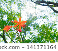 A small flower blooming in the forest 141371164