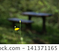 Dandelion 141371165