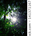 sun shining through the forest 141371167