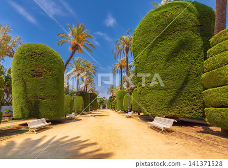 Topiary trees and palm-lined avenue in Genoves Park, Cadiz, Andalusia, Spain Topiary trees and palm-lined avenue in Genoves Park, Cadiz, Andalusia, Spain 141371528