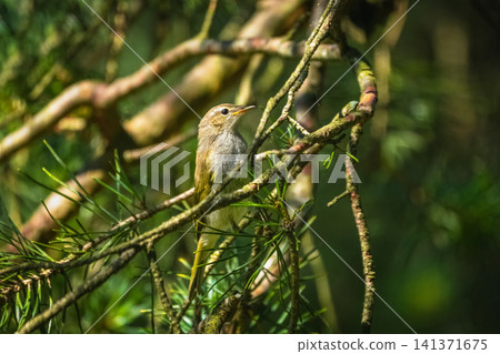 Willow warbler bird (Phylloscopus trochilus) perched on a pine tree branch in a sunlit forest. Willow warbler bird (Phylloscopus trochilus) perched on a pine tree branch in a sunlit forest. 141371675