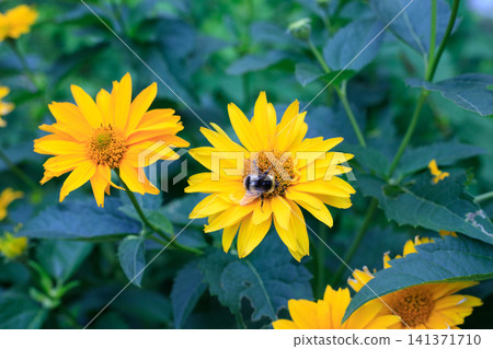 Bumblebee collecting pollen on yellow heliopsis flower in garden, fluffy bee insect on false sunflower with green leaves background Bumblebee collecting pollen on yellow heliopsis flower in garden, fluffy bee insect on false sunflower with green leaves background 141371710