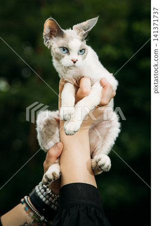 Stunning Cat Held Up with Striking Blue Eyes in Focus Devon Rex Stunning Cat Held Up with Striking Blue Eyes in Focus Devon Rex 141371737