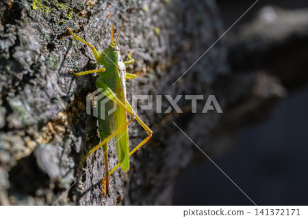 Katydid resting on tree bark, using strong camouflage for protection in nature Katydid resting on tree bark, using strong camouflage for protection in nature 141372171