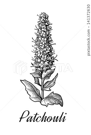 Patchouli plant. Hand-drawn ink sketch. Patchouli plant. Hand-drawn ink sketch. 141372630