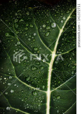 Leaves wet with rain Leaves wet with rain 141372711