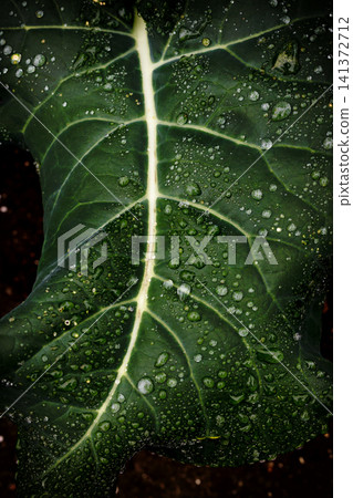 Leaves wet with rain Leaves wet with rain 141372712