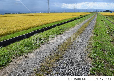 Farm road and rural scenery Shonai, Yamagata Prefecture Farm road and rural scenery Shonai, Yamagata Prefecture 141372854