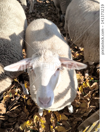 A curious white-fleeced sheep looks directly at the camera. A curious white-fleeced sheep looks directly at the camera. 141373219