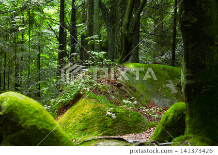 Lush green moss covers rocks and trees in a vibrant, sun dappled forest Lush green moss covers rocks and trees in a vibrant, sun dappled forest 141373426
