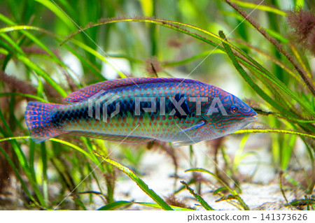 一張色彩鮮豔的隆頭魚的特寫照片,這是一種美麗的海魚。 一張色彩鮮豔的隆頭魚的特寫照片,這是一種美麗的海魚。 141373626