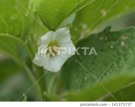 The delicate white flowers of the Chinese lantern plant bloomed in the scorching heat of July. The delicate white flowers of the Chinese lantern plant bloomed in the scorching heat of July. 141373737