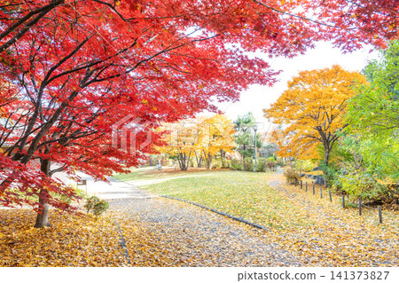 札幌市天神山綠地野村楓樹的秋葉 札幌市天神山綠地野村楓樹的秋葉 141373827