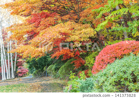 札幌市天神山綠地的秋景 141373828