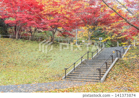 Autumn foliage of Nomura maple trees at Tenjinyama Green Space, Sapporo City Autumn foliage of Nomura maple trees at Tenjinyama Green Space, Sapporo City 141373874