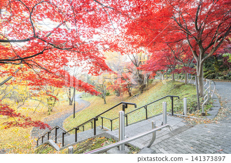Autumn foliage of Nomura maple trees at Tenjinyama Green Space, Sapporo City Autumn foliage of Nomura maple trees at Tenjinyama Green Space, Sapporo City 141373897