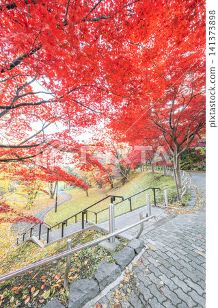 Autumn foliage of Nomura maple trees at Tenjinyama Green Space, Sapporo City Autumn foliage of Nomura maple trees at Tenjinyama Green Space, Sapporo City 141373898