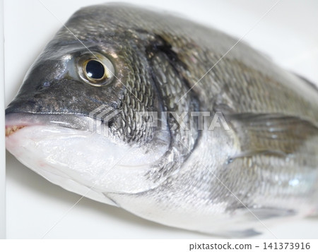 Freshly caught wild black sea bream Freshly caught wild black sea bream 141373916