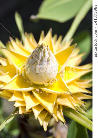 The yellow flowers of the Chinese Golden Lotus (Musella lasiocarpa) are in bloom. The yellow flowers of the Chinese Golden Lotus (Musella lasiocarpa) are in bloom. 141373965